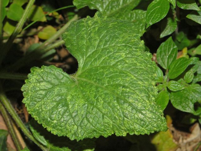 Lunaria annua / Lunaria meridionale